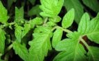 repelente natural contra los mosquitos