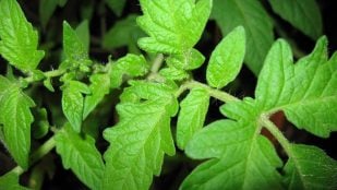 repelente natural contra los mosquitos