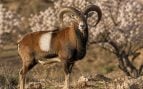 muflón, animales, especie, Valencia