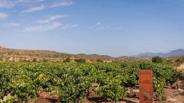 paisaje viñedos viejos centenarios