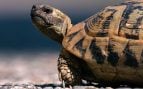 árboles Sáhara tortugas