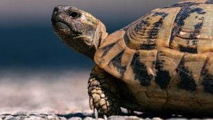 árboles Sáhara tortugas