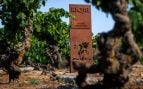 Viñedo viejo centenario Rioja