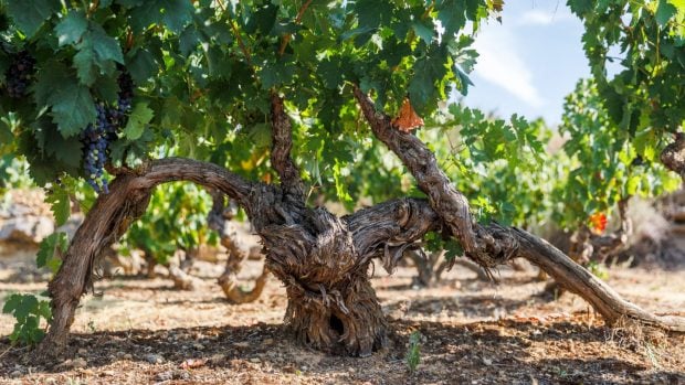 viñedos viejos centenarios Rioja
