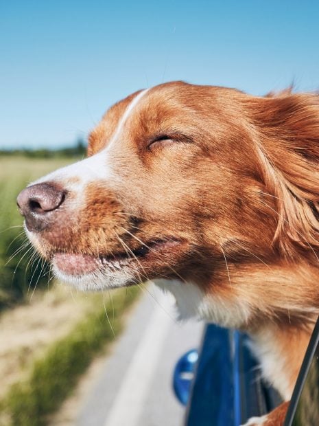 viajar mascotas verano perros gatos