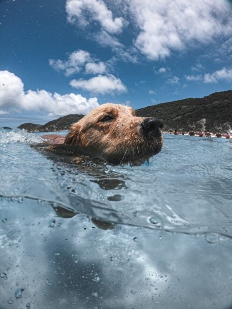 viajar mascotas verano perros gatos