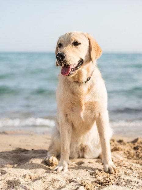 viajar mascotas verano perros gatos