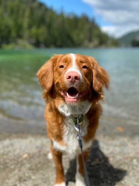 viajar mascotas verano perros gatos