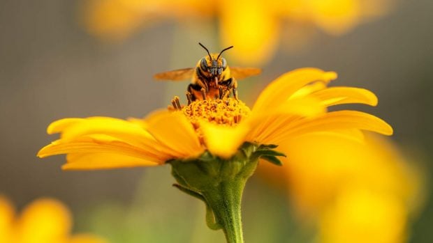 abeja flor