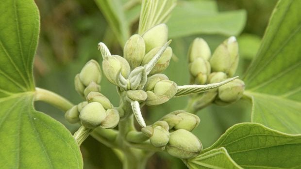 Aguacates en crecimiento