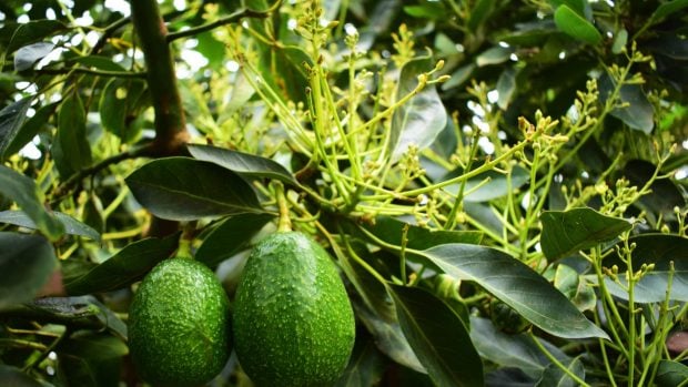 Aguacates y flor de aguacate