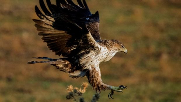 águila perdicera