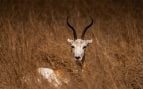 animal más antiguo del África sub-sahariana