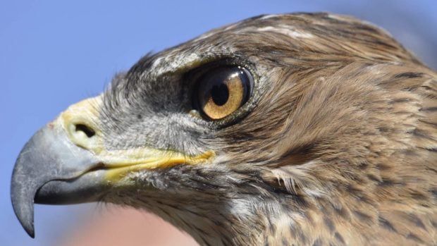 Águila perdicera