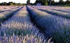 campos de lavanda Madrid