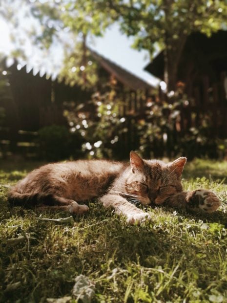 viajar mascotas verano perros gatos