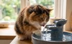 Gato bebiendo agua (Imagen hecha con IA).