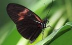 Mariposa Heliconius melpomene, una de las especies analizadas en el estudio. Foto: Richard Bartz, CC BY-SA 2.5, vía Wikimedia Commons