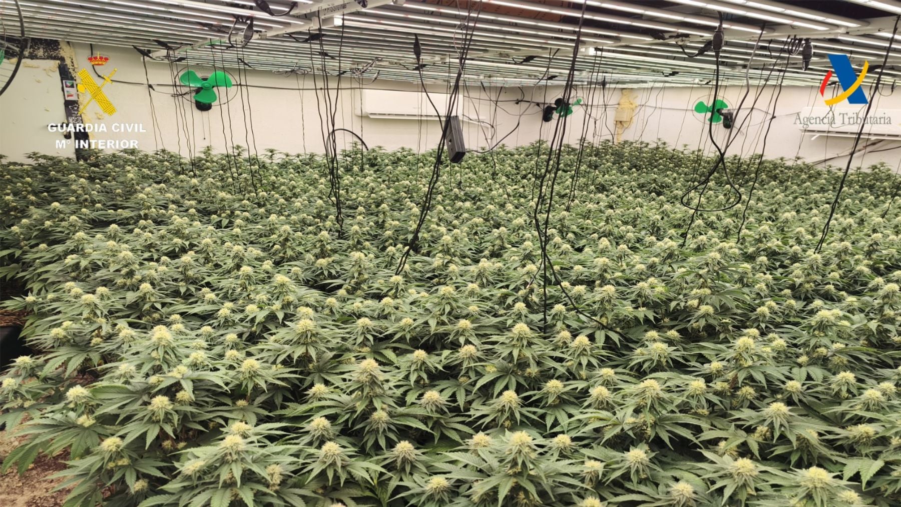 Una de las plantaciones incautadas en la operación llevada a cabo por la Guardia Civil.
