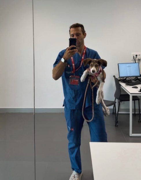 viajar mascotas verano perros gatos