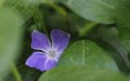 Planta, flora, curiosidades