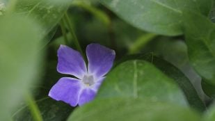 Planta, flora, curiosidades