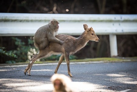 Un macaco japonés  montado sobre el lomo de un ciervo sika en Yakushima, Japón. (Foto: Alexandre Bonnefoy y Cédric Sueur).