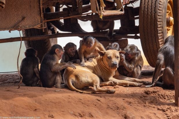 Monos con un perro