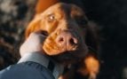 perro huela parte íntima