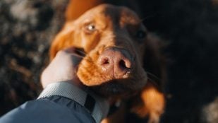 perro huela parte íntima
