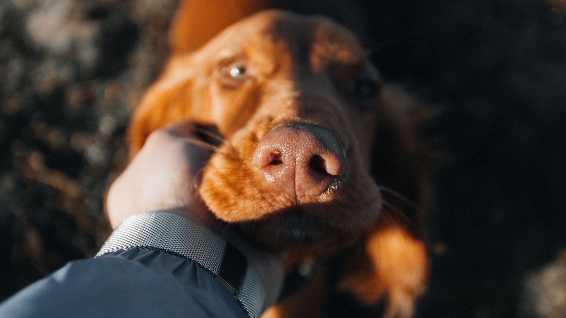 ¿Qué significa que tu perro te huela la parte íntima? Un veterinario explica este comportamiento