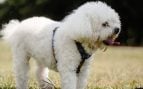 Golpe de calor en perros