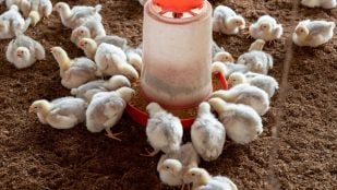 Hormonas en los pollos