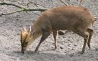 animal colapso ecosistemas