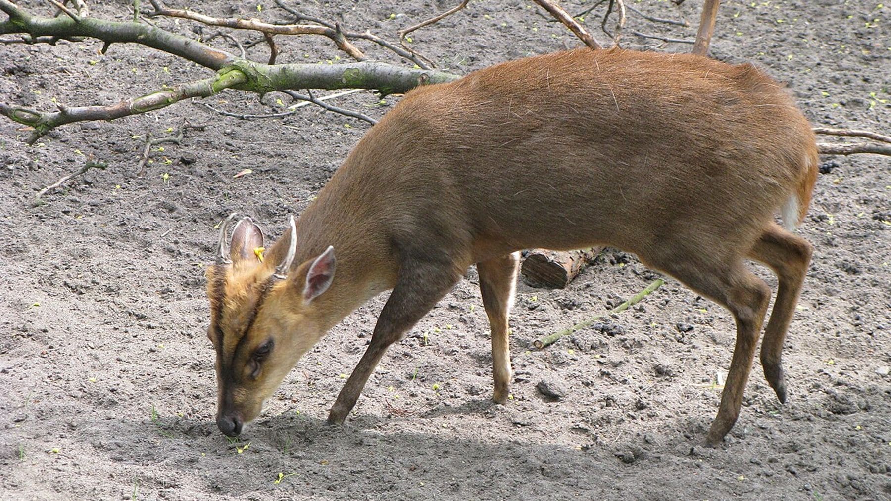 Ejemplar de muntíaco chino. (Foto: Wikimedia)