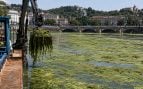 Recreación algas en Turín, algas en Italia, problema de algas en río Po, ganadería y agricultura generan algas en el río.