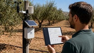 Uso de IA en agricultura, IA en olivar, mejoran riego olivar con inteligencia artificial.