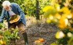 Un agricultor recolectando naranjas. Foto: Freepik