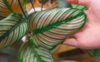 planta de interior que refresca el ambiente
