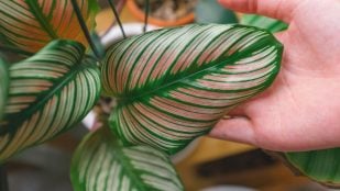 planta de interior que refresca el ambiente