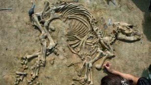 Esqueleto, tapir, Gerona, ciencia
