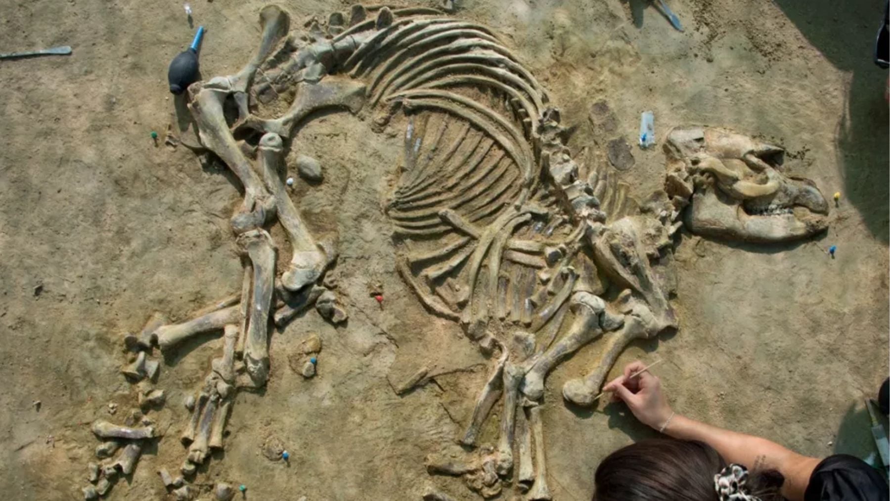La arqueología española, de celebración: recuperan en Gerona un esqueleto de tapir de 4 millones de años y dicen que es el más completo de Europa