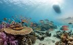 En 1869, el Canal de Suez conectó el Mar Rojo con el Mediterráneo; más de 150 años después, 120 especies de peces lo han cruzado y los científicos hacen una predicción