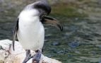Matanza pingüinos en Argentina, pingüinos Argentina, daños ganadería a los pingüinos, prisión por pingüinos.