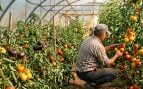 150 variedades distintas de tomates