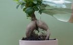 Regar una planta con poca agua