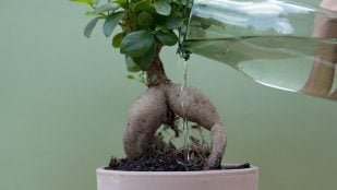Regar una planta con poca agua