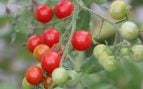 Variedades de tomates en pueblo de Castellón, Viver y tomates, tomates de Viver, biodiversidad agrícola en tomates.