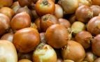 Cebollas, hortalizas, campo, agricultura