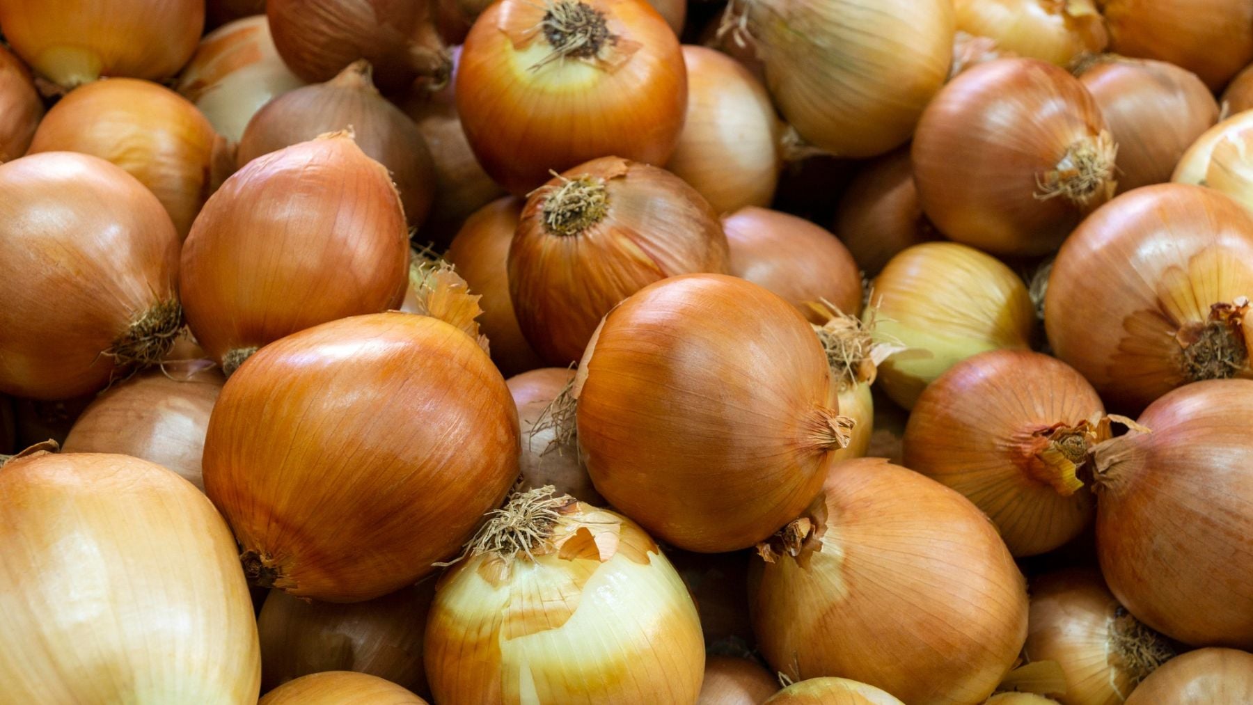 Cebollas. Foto: Freepik